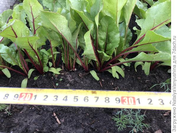 Свекла до прореживания