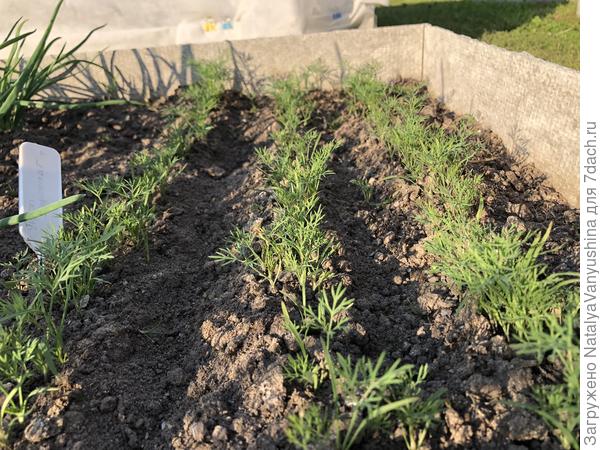 Окучивание всходов укропа