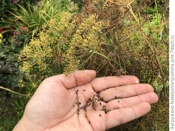 Семена для будущих посевов