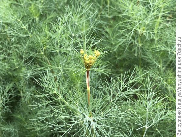 Первый зонтик