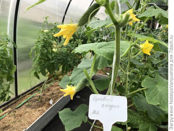 Цветение огурца Бравый солдат