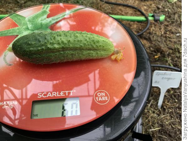 Сбор 10.09.23 2 куст