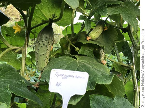 Праздничный