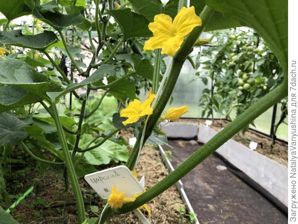 Цветет огурец Царский