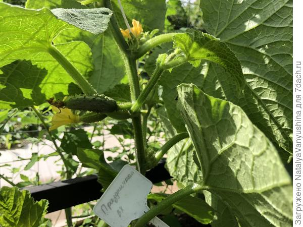 Цветение огурца Праздничный