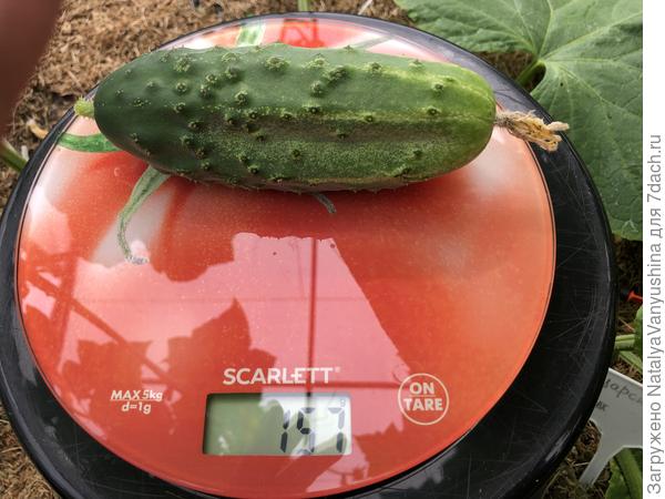 Первый огурец Царский