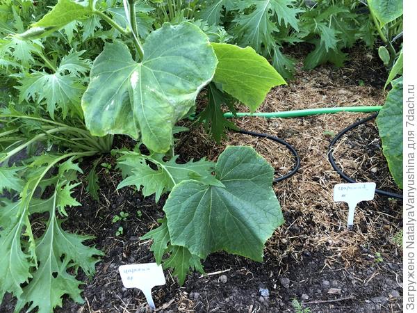 Проявление болезни на листьях огурца Царский