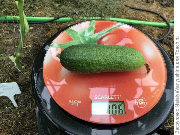 Первый огурец