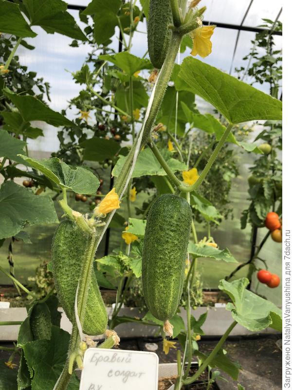 Бравый солдат