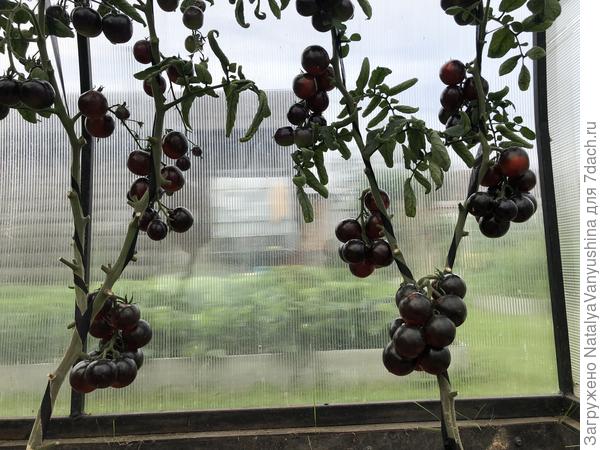 Томаты Нуар коктейль. фото от 2 сентября