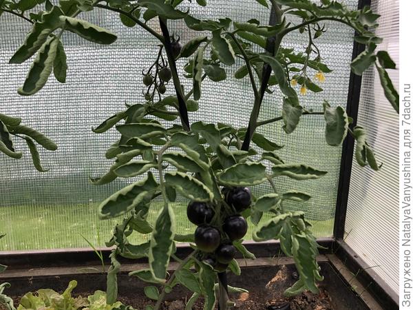 томат Нуар коктейль