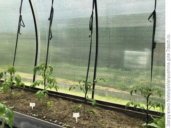 подвязка томатов