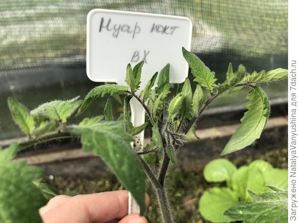 первый бутон