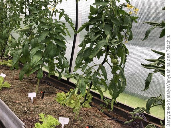 томат Герцог