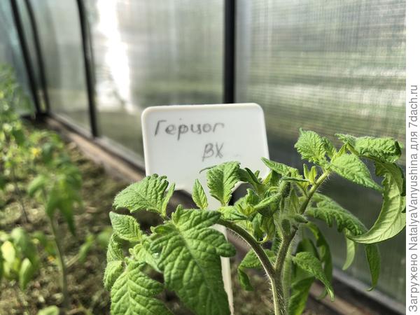 первые бутоны