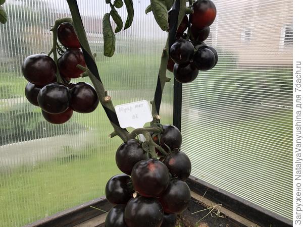 Томат Нуар коктейль . фото от 13 августа