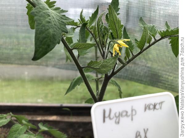 первый цветок у томата Нуар коктейль