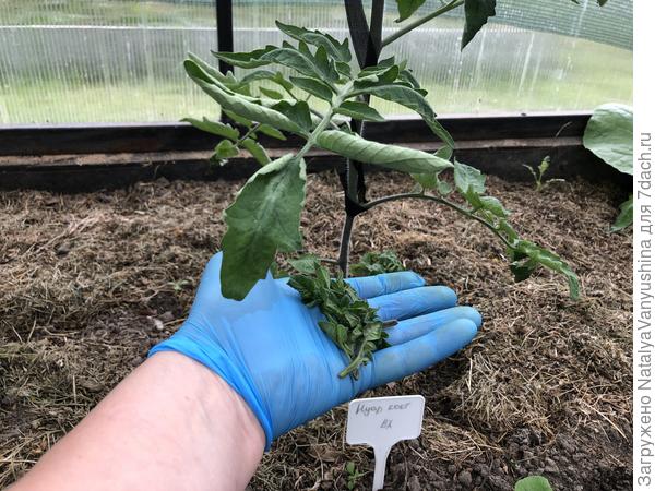 удаление пасынков