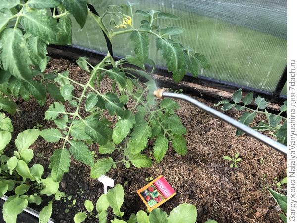 обработка препаратом Плодостим