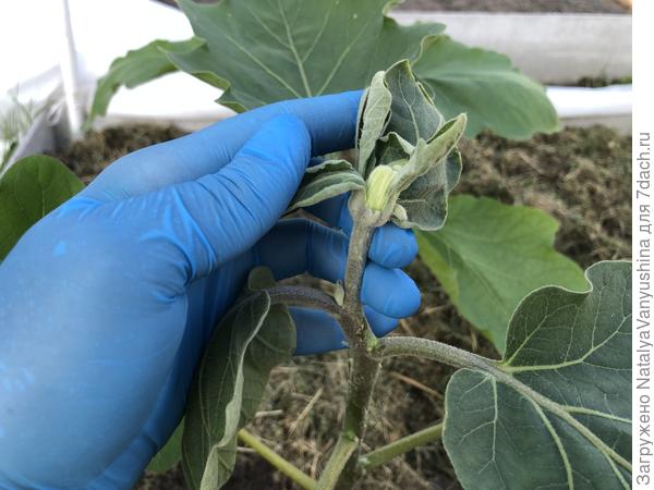 Вершкование баклажана