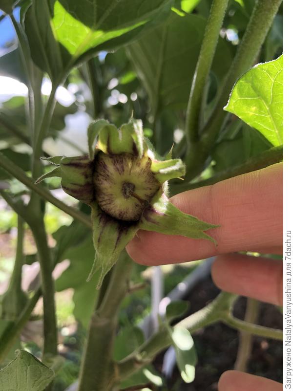 Новые завязи