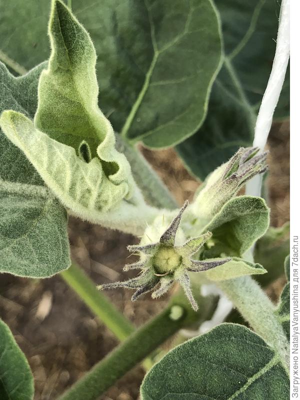 Первые бутоны