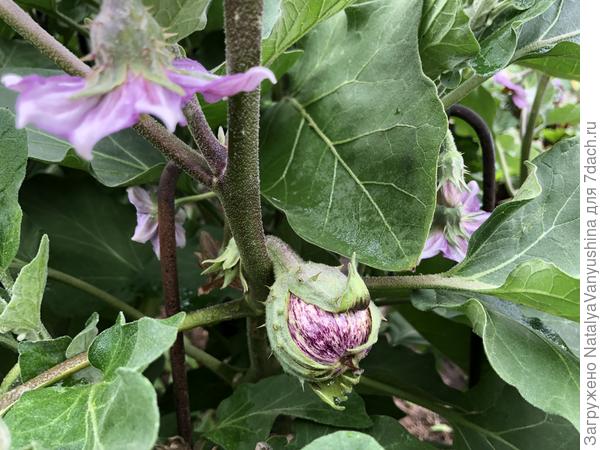 Первые плоды