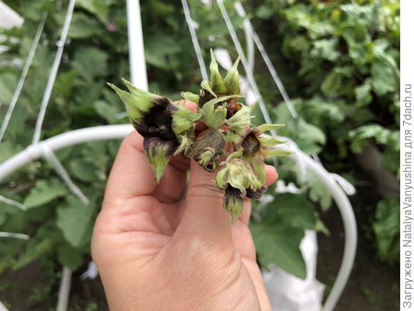 Опадание завязей