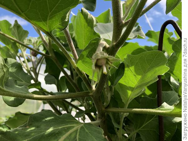 Первая полноценная завязь