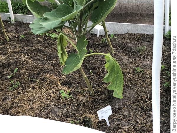 Увядание листьев