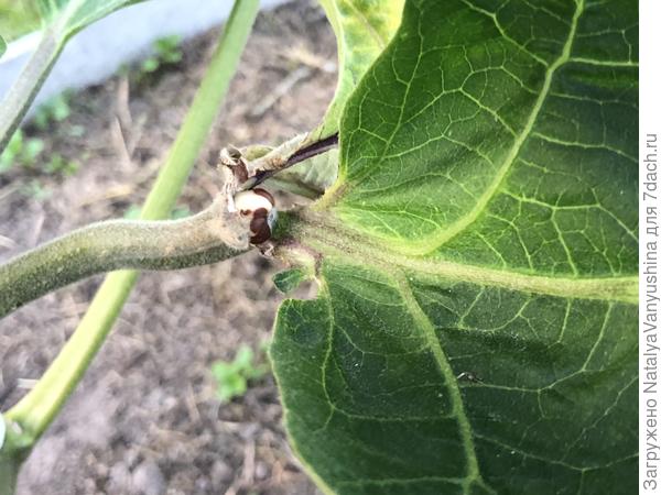 Загнивание завязи