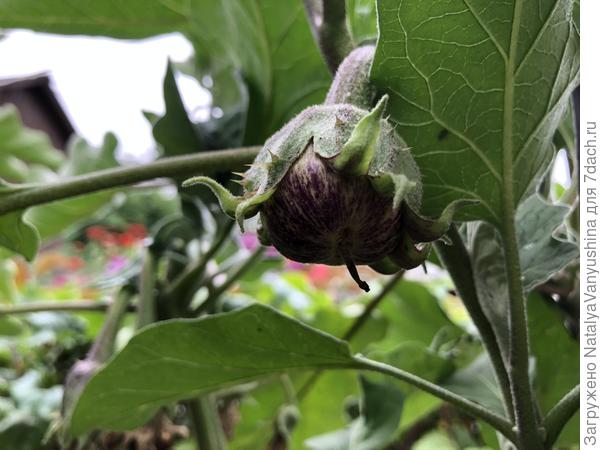 Первые плоды