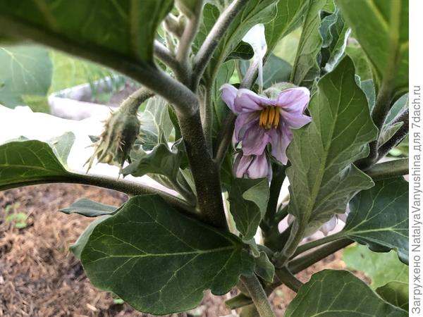 Первые цветы