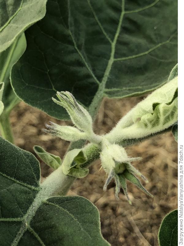 Первые бутоны