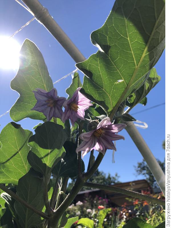 Цветение баклажанов