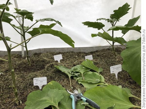 Формировка растений