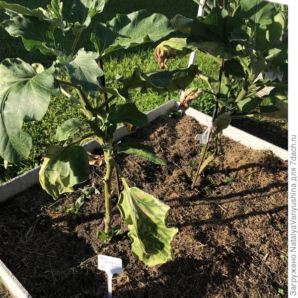 Повторное увядание листьев