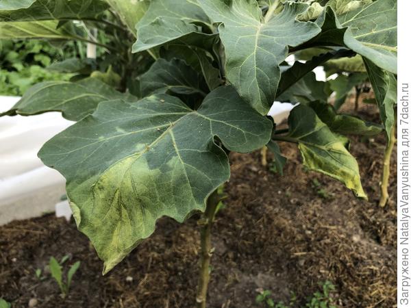 Признаки заболевания