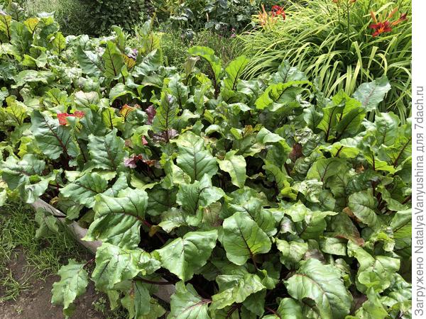 Свекла "Мечта кулинара". Фото от 30 июля