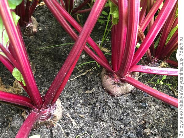 Свекла из семян. Фото от 30 июля