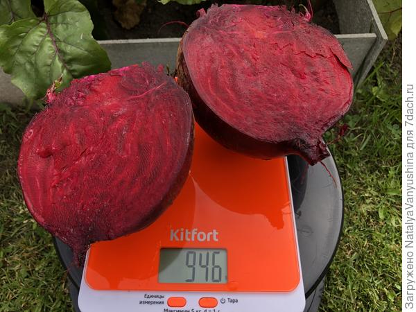 Продольный разрез корнеплода