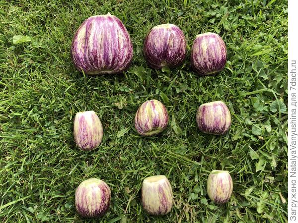 Форма плодов