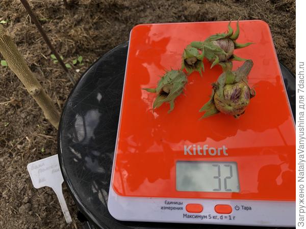 Урожай с четвертого куста