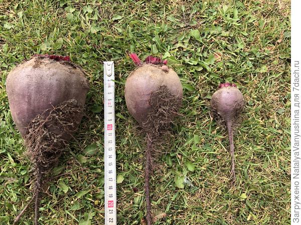 Свекла "Мечта кулинара"