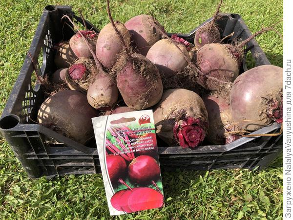 Урожай свеклы "Мечта кулинара"