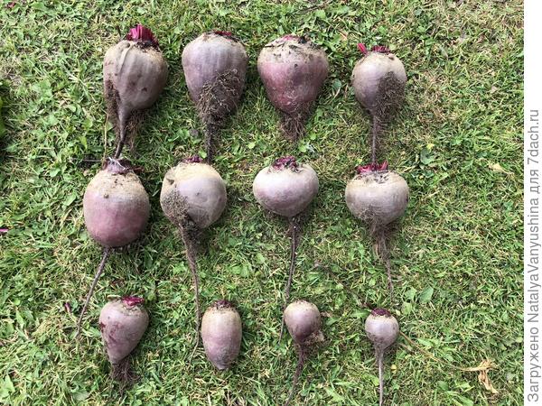 Разнообразие форм