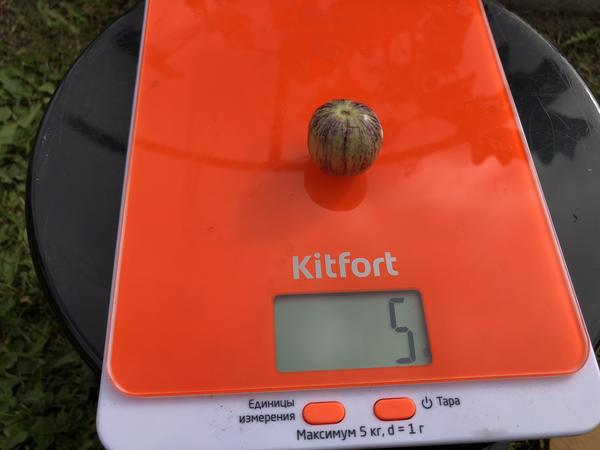 Самый мелкий плод