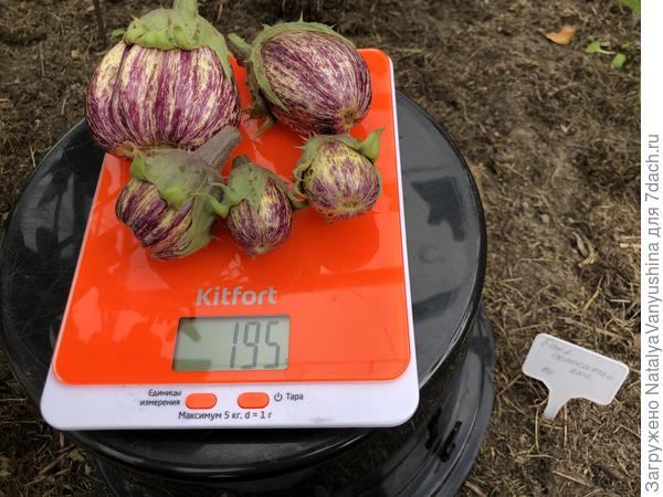 Урожай со второго куста