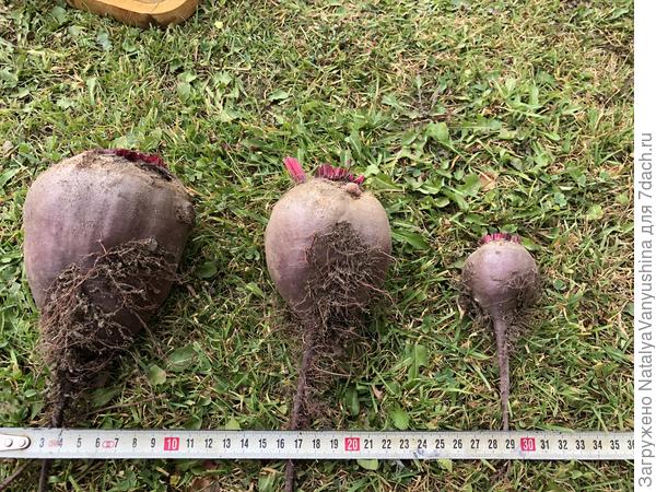 Свекла "Мечта кулинара"