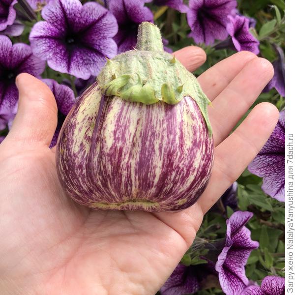 Баклажан "Полосатый бок"